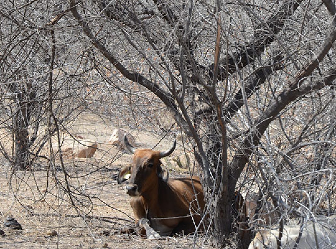 18/11/15 - Especial Seca - Acari
Gado nas proximidades do açude Gargalheiras 
fotos/júniorsantos/h-selecionadas