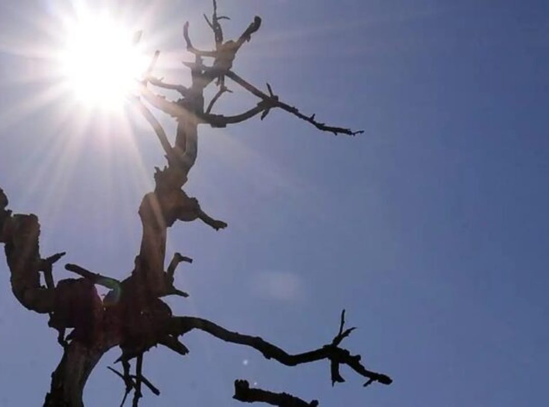 calorfotoagenciabrasilarquivo-768x459